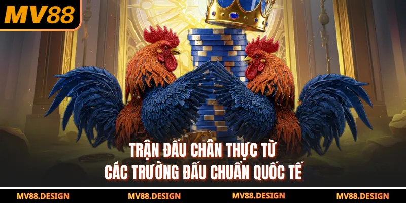 Trận đấu chân thực từ các trường đấu chuẩn quốc tế